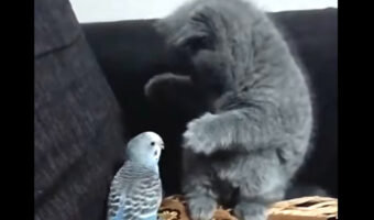 インコは子猫と遊びたい？どんどんインコが懐に進んでくるので、子猫のほうが腰が引けてしまっていますよ！？