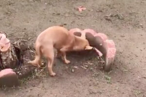 天国に旅立ってしまった兄犬が眠るお墓、自分のご飯を分け与える弟犬の行動に涙