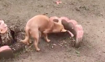 天国に旅立ってしまった兄犬が眠るお墓、自分のご飯を分け与える弟犬の行動に涙