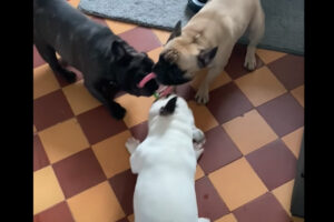 フレンチブルドッグたちの迫力がスゴい！誰もオモチャを譲るつもりはないようで、激しい取り合いがされています！！
