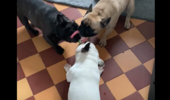 フレンチブルドッグたちの迫力がスゴい!誰もオモチャを譲るつもりはないようで、激しい取り合いがされています!!