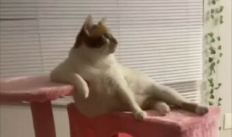 キャットタワーの上でくつろぐネコ。アンニュイな雰囲気で足を伸ばすそのポーズ・・、モデルさんかな??