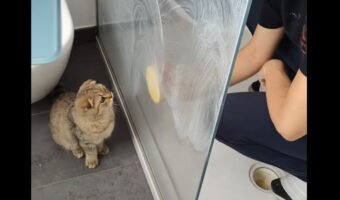 猫は掃除中の飼い主さんとも遊びたい？！シャワールームをスポンジでゴシゴシ拭いていると・・【海外・動画】