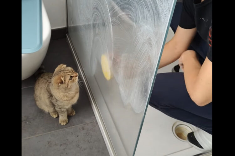 猫は掃除中の飼い主さんとも遊びたい？！シャワールームをスポンジでゴシゴシ拭いていると・・【海外・動画】