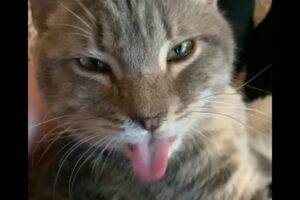 カキカキされるのが気持ちいい！猫は体を掻いてもらうたびに舌がペロペロ出てしまっています【アメリカ・動画】