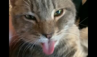 カキカキされるのが気持ちいい！猫は体を掻いてもらうたびに舌がペロペロ出てしまっています【アメリカ・動画】