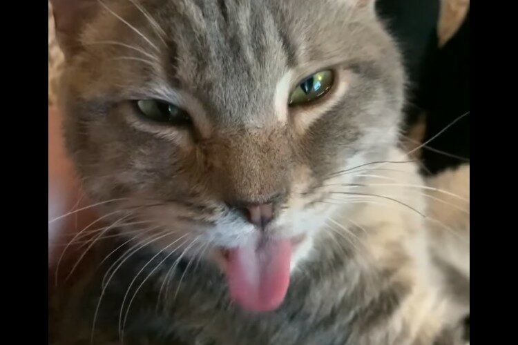 カキカキされるのが気持ちいい！猫は体を掻いてもらうたびに舌がペロペロ出てしまっています【アメリカ・動画】