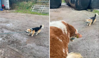 子牛のお散歩もおまかせ!?コーギーは、リードを口にくわえて「こっちこっち」と上手に誘導します!!【海外・動画】