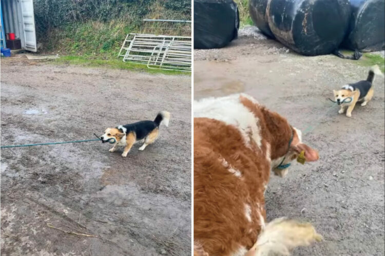 子牛のお散歩もおまかせ！？コーギーは、リードを口にくわえて「こっちこっち」と上手に誘導します！！【海外・動画】