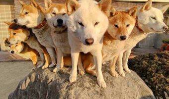 柴レンジャー集結!!ポーズが最高にキマってる柴犬ファミリーが大反響!「かっこいい!心の平和を守ってください」
