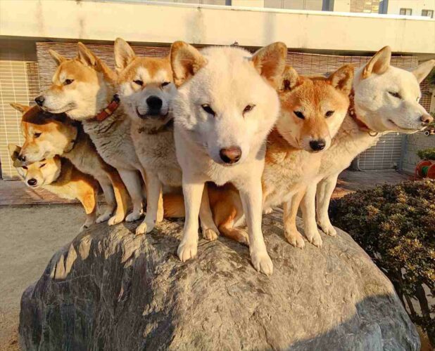 柴レンジャー集結！！ポーズが最高にキマってる柴犬ファミリーが大反響！「かっこいい！心の平和を守ってください」