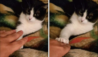 愛猫を撫でようと手を伸ばしたら・・、なんと手を抑えつけられてしまいました!何度やってもダメなので、これではナデナデできません!!