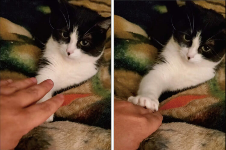 愛猫を撫でようと手を伸ばしたら・・、なんと手を抑えつけられてしまいました！何度やってもダメなので、これではナデナデできません！！