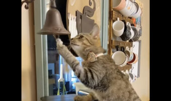 愛猫に食事の時間をベルで知らせるようにしたら・・、自分でベルを鳴らしておやつを催促するようになりました！！【アメリカ・動画】