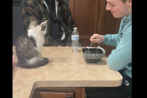 この猫まさか言葉を理解している？食事中に見つめてくるのでスプーンを差し出したのですが、具材を聞いた瞬間・・【アメリカ・動画】