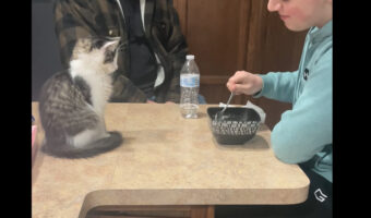 この猫まさか言葉を理解している?食事中に見つめてくるのでスプーンを差し出したのですが、具材を聞いた瞬間・・【アメリカ・動画】
