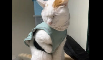 猫のおててが服に引っかかっている?困っているのかと服からおててを出して上げるのですが・・、どうやらこれはお気に入りのポーズみたい!