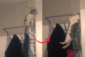 ハンガーラックに腰掛けようとした猫にハプニング！落ちちゃう危ない！！と思われたその時、猫は想定外の行動に！！【海外・動画】