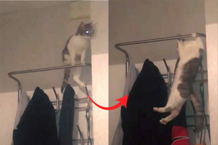 ハンガーラックに腰掛けようとした猫にハプニング！落ちちゃう危ない！！と思われたその時、猫は想定外の行動に！！【海外・動画】