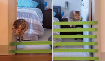 愛猫障害物チャレンジ!いったいどのくらいまでならジャンプで飛び越えられるのか検証した結果・・まさかのオチが!!