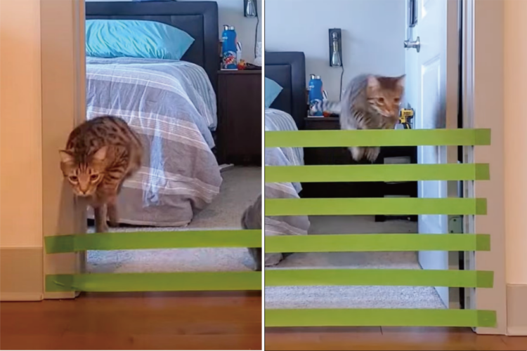 愛猫障害物チャレンジ！いったいどのくらいまでならジャンプで飛び越えられるのか検証した結果・・まさかのオチが！！