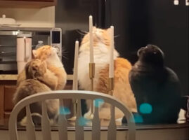 円陣を組み宙を見つめる猫たち。その姿に「なにかの儀式？」「何かを召喚しようとしているかもしれない」といった想像力を掻き立てるコメントが続々