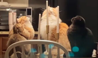 円陣を組み宙を見つめる猫たち。その姿に「なにかの儀式?」「何かを召喚しようとしているかもしれない」といった想像力を掻き立てるコメントが続々