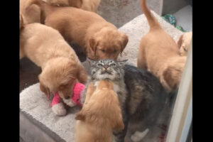 仲良しな子犬もさすがに10匹いると相手にするのは大変？猫は子犬にもみくちゃにされています