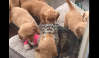 仲良しな子犬もさすがに10匹いると相手にするのは大変？猫は子犬にもみくちゃにされています