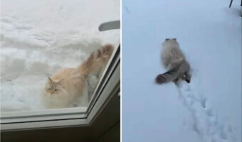 猫だって雪が降れば庭駆け回る??寒さに弱いどころか雪が積もった庭に向かって元気に走っていきました!!【海外・動画】