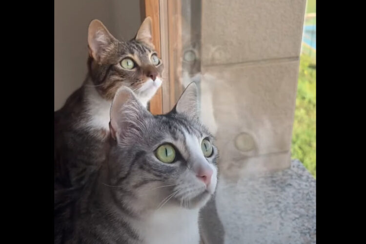 外を鳥が飛んでいたのかな？窓辺にいる猫の姉妹はシンクロした動きで、頭を右に左に・・時には上へ【海外・動画】