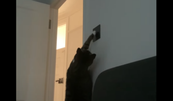 猫は電気を点けたい?壁のスイッチに頑張っておててを伸ばしていますが・・、その挑戦はうまくいくのでしょうか??