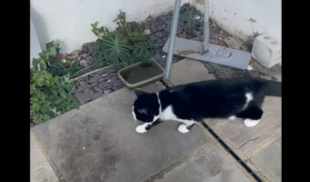 初めてお家の外に出た猫。お家の中では感じることのできなかった『あるもの』のせいで、足が後ろに進んでしまうことも・・【海外・動画】