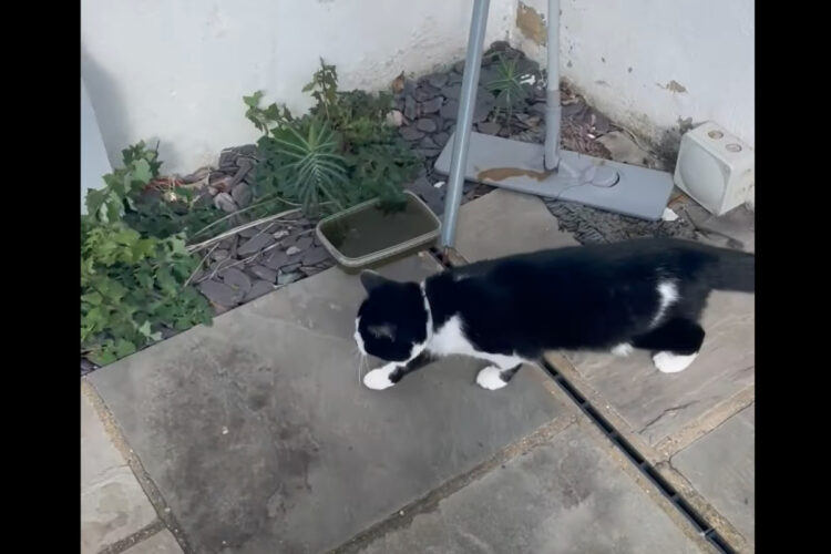 初めてお家の外に出た猫。お家の中では感じることのできなかった『あるもの』のせいで、足が後ろに進んでしまうことも・・【海外・動画】