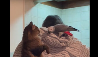ある場所を巡り、手を出す猫とクチバシで突くヨウム。そんなふたりがいる場所にビックリです!!【海外・動画】