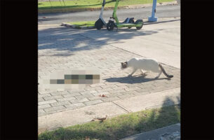 猫もビックリ！？足を止めて警戒した素振りを見せるその相手というのは・・【アメリカ・動画】
