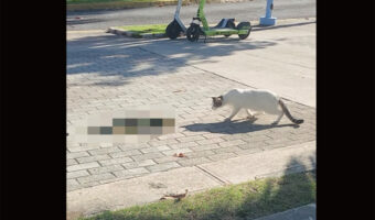 猫もビックリ!?足を止めて警戒した素振りを見せるその相手というのは・・【アメリカ・動画】