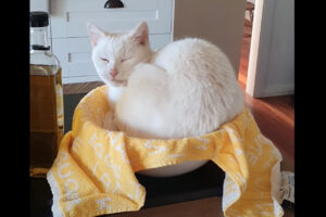 キッチンに置かれたベッドに潜り込んでくつろぐ猫と思いきや？！実はそこはベッドではではなく・・【海外・動画】