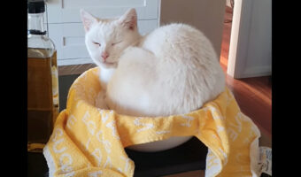 キッチンに置かれたベッドに潜り込んでくつろぐ猫と思いきや?!実はそこはベッドではではなく・・【海外・動画】