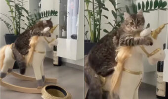 『ロッキングユニコーン』に乗っている猫。ギュッと抱きつきながら揺れているその姿がかわいすぎる!!【海外・動画】