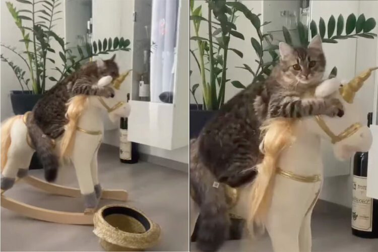 『ロッキングユニコーン』に乗っている猫。ギュッと抱きつきながら揺れているその姿がかわいすぎる！！【海外・動画】