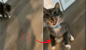 「それ返して!」床に落ちていた紐を拾ったら、愛猫から思わぬリアクションが。もしかしてお気に入りのオモチャだったの??