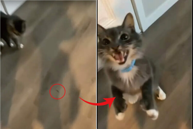 「それ返して！」床に落ちていた紐を拾ったら、愛猫から思わぬリアクションが。もしかしてお気に入りのオモチャだったの？？