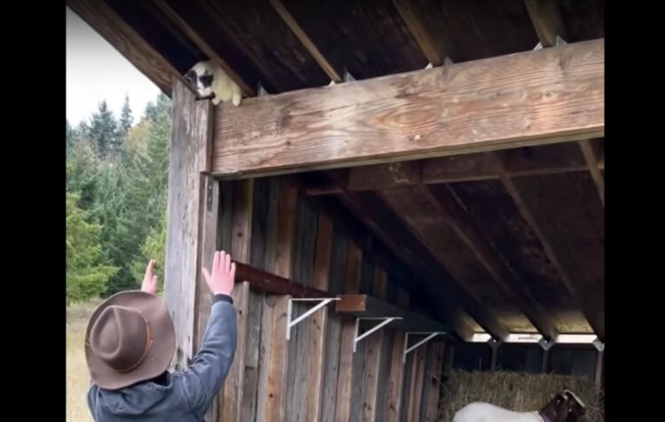 納屋の上に昇ってしまった猫。手を伸ばしても降りてきてくれないこの子も、『ある体勢』を取ったらすんなり降りてきてくれました！！