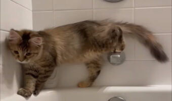 バスルームを冒険する子猫。ゆっくりした足取りで浴槽のフチを進んでいこうとしたのですが・・【アメリカ・動画】