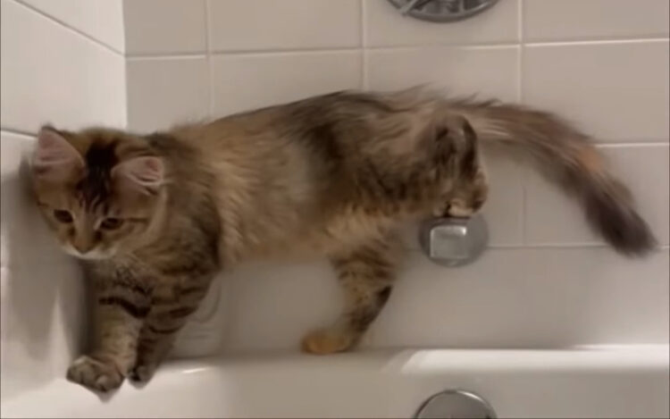 バスルームを冒険する子猫。ゆっくりした足取りで浴槽のフチを進んでいこうとしたのですが・・【アメリカ・動画】