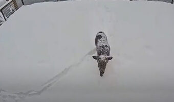 庭はキャンバス？姿を現したシカの足跡が、なんだか絵画みたい！！