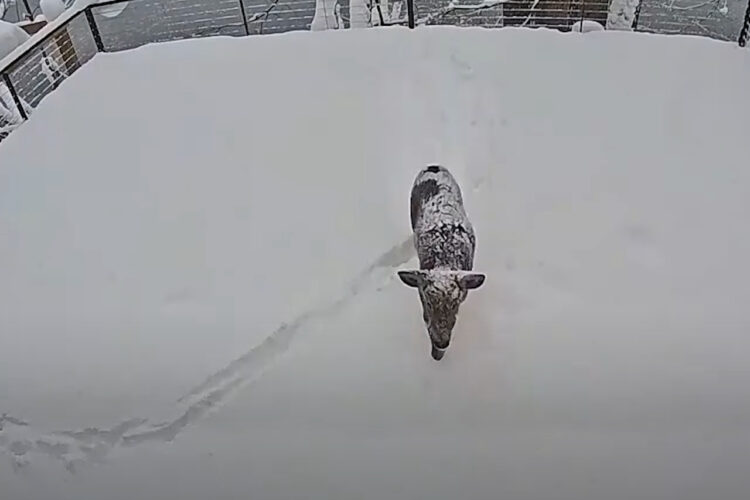 庭はキャンバス？姿を現したシカの足跡が、なんだか絵画みたい！！