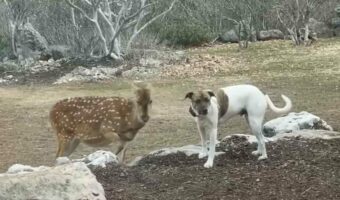 一緒に育てられた犬とシカは大の仲良し！！額と額をくっつけるだけの仕草がなんだかとっても尊い