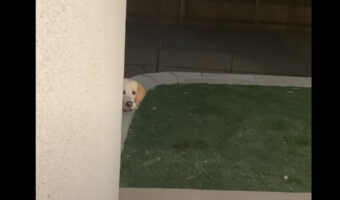 壁裏から頭をひょこ!お家に帰ってきた愛犬の仕草がとってもかわいい!!【アメリカ・動画】